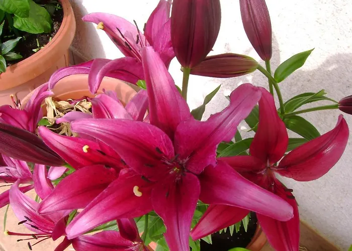 Apartamento Marinela